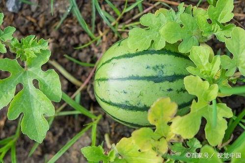 如何防虫吃瓜叶,守护丰收的秘密武器