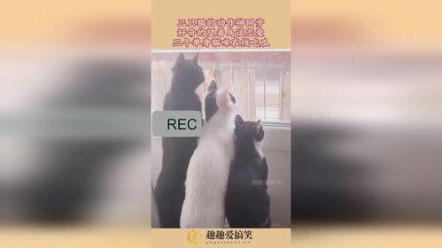 猫好奇吃瓜视频,瓜果世界引发趣味食趣