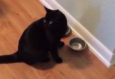 小猫吵架吃瓜,小猫吵架吃瓜现场直击