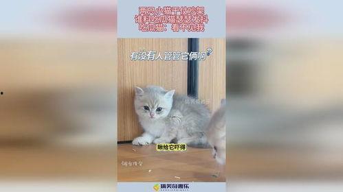 小猫吵架吃瓜,小猫吵架吃瓜现场直击