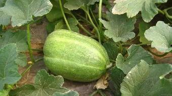 吃瓜发瓜犯法吗判几年