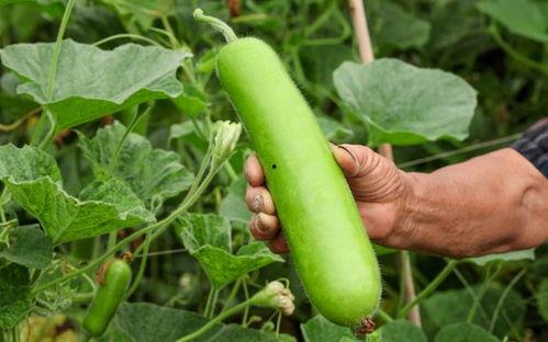 吃瓜发瓜犯法吗判几年