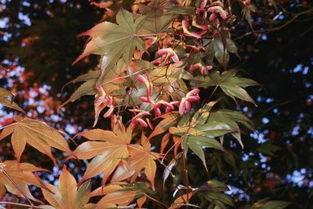 吃瓜的小风枫,揭秘娱乐圈那些事儿