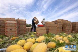 湖远行吃哈密瓜,哈密瓜的甜蜜之旅