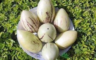 吃茄瓜的作用,营养丰富的健康美食,助你健康生活