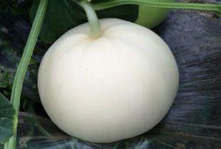 梨瓜怎么吃热量,健康美味两不误的食用指南