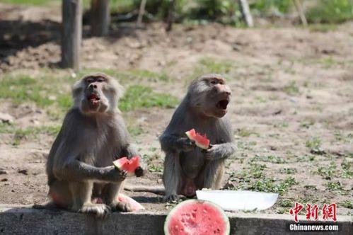 动物吃瓜声音,揭秘动物们的“吃瓜”瞬间