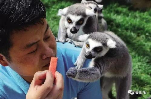 动物吃瓜声音,揭秘动物们的“吃瓜”瞬间